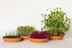 Reusable Plastic Sprouting Tray