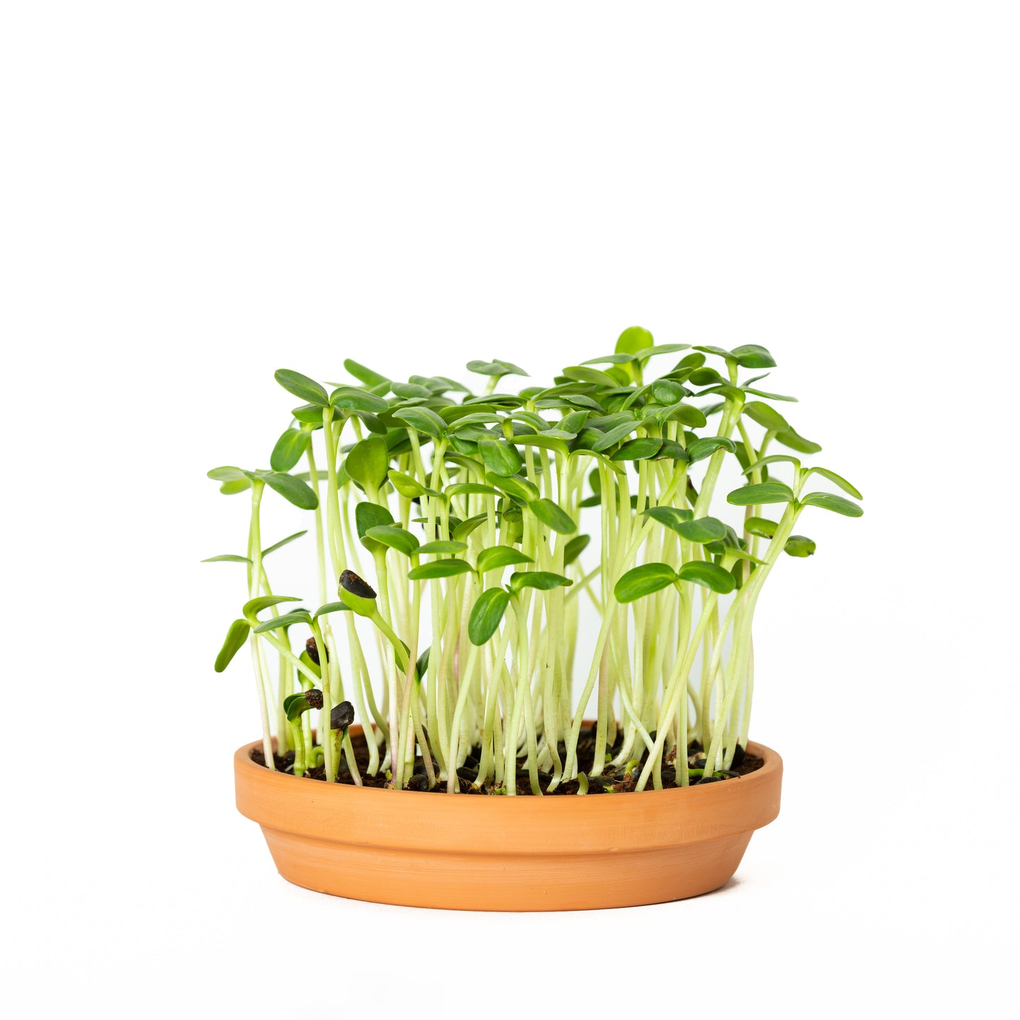 EcoGrow Seed Starting Kit (5-Seed Kit)